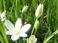 Ornithogalum woronowii