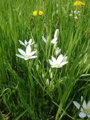 Ornithogalum woronowii