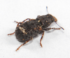 Goniocloeus bimaculatus