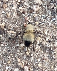 Dasymutilla arenivaga