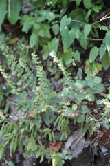 Scutellaria albida