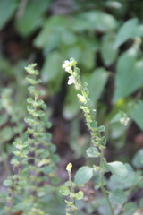 Scutellaria albida
