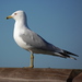 Ring-billed Gull - Photo (c) Gary Ashley, some rights reserved (CC BY-NC)