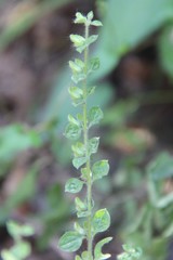 Scutellaria albida