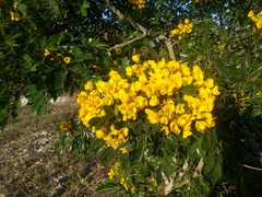 Senna racemosa