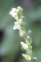 Scutellaria albida
