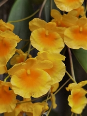 Dendrobium lindleyi