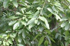 Ficus annulata