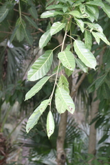 Ficus annulata