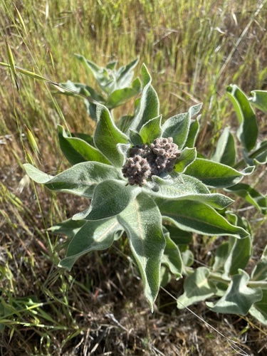 iNaturalist observation photo of woollypod milkweed