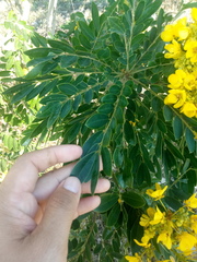 Senna racemosa