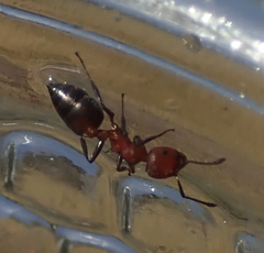 Crematogaster melanogaster