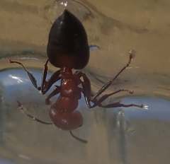 Crematogaster melanogaster