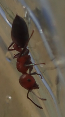 Crematogaster melanogaster
