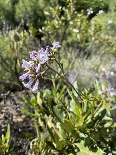 iNaturalist observation photo of California yerba santa