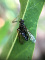 Diptera