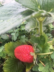 Fragaria mexicana