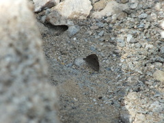 Ypthima asterope asterope