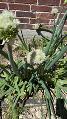 Allium cepa