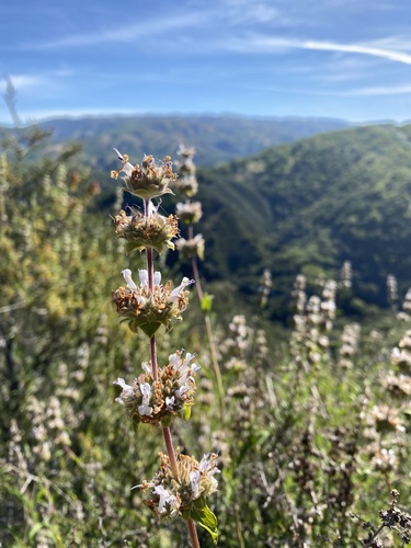 iNaturalist observation photo of black sage