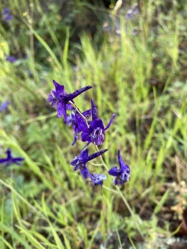 iNaturalist observation photo of larkspurs