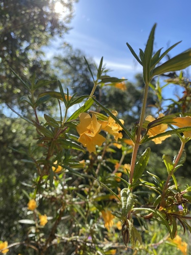 iNaturalist observation photo of orange bush monkeyflower