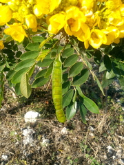Senna racemosa