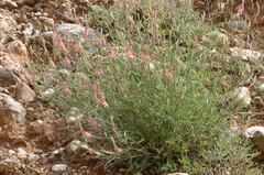Onobrychis gracilis