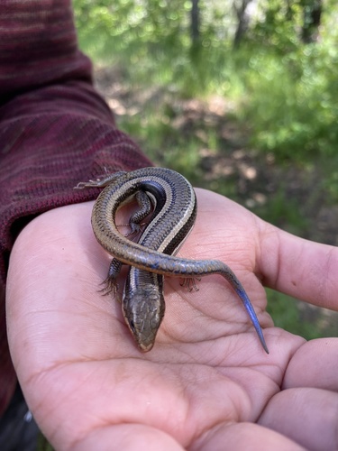 iNaturalist observation photo of Western Skink