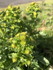 Barbarea vulgaris