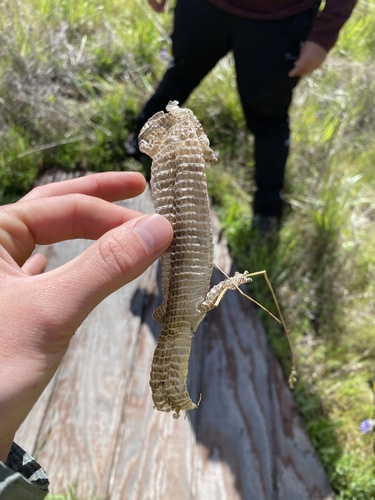 iNaturalist observation photo of Southern Alligator Lizard
