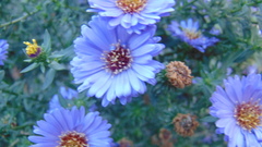 Aster amellus
