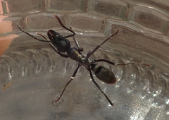 Ophthalmopone berthoudi