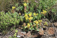 Scutellaria oreophila