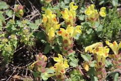 Scutellaria oreophila