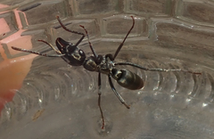 Ophthalmopone berthoudi