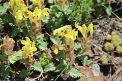 Scutellaria oreophila