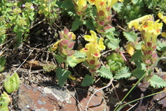 Scutellaria oreophila