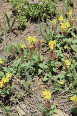 Scutellaria oreophila