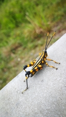 Rhopsotettix consummatus