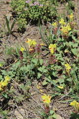 Scutellaria oreophila