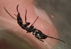 Ophthalmopone berthoudi