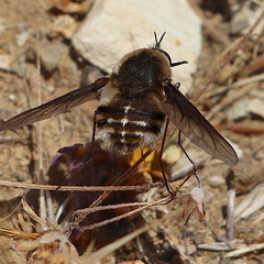Bombylius lancifer