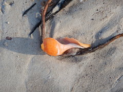 Fasciolaria