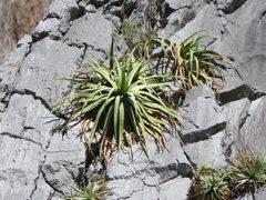Agave bracteosa
