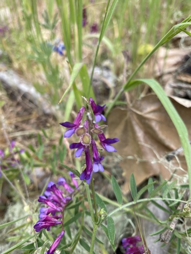 iNaturalist observation photo of hairy vetch