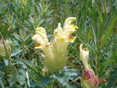 Scutellaria orientalis