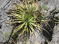 Hechtia glomerata