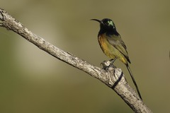 Orange-Breasted Sunbird photo 4