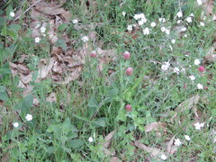 Trifolium incarnatum molinerii